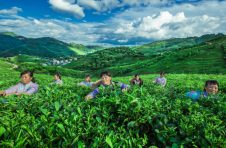 广西三江拉长产业链 做强茶产业