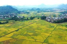 广西玉林市推动水稻种植保险产品,助推乡村振兴中的坚强保障