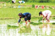 广西继续实施稻谷补贴收购政策,安排补贴资金2.72亿元
