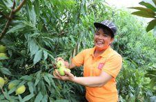 广西天等：鹰嘴水蜜桃熟了，鲜美可口好诱人