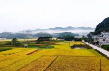 广西平果：稻谷飘香话丰年