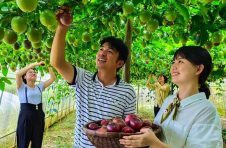桂林市临桂区黄沙瑶族乡通过“企业+合作社+基地+农户”模式发展高山特色种植助农稳产增收