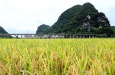 广西大新后益村：“一减一增” 富农家