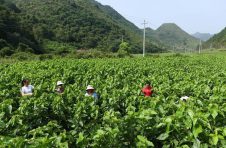 桂林市灌阳县农民在“沉睡的”冬闲田地“挖金”，10余万亩冬闲田地披上绿装