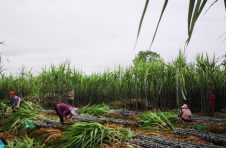 广西龙州上龙乡：大力发展黑皮果蔗种植 以产业振兴带动乡村振兴