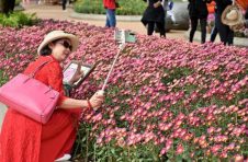 约150个品种菊花在广西南宁市青秀山风景区亮相2021年第六届青秀山菊花展