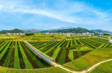 梧州市龙圩区大坡镇种植的“五彩稻”与农作物组成色彩斑斓画卷，带动乡村旅游经济发展