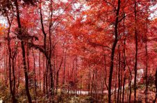 广西田阳：秋尽冬来四季轮 枫叶红透半山腰