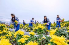 广西河池市宜州区：秋风落叶百花残 菊花绚丽始盛开