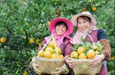 广西宁明：“旅游+农业” 为乡村振兴增添新动能
