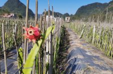 广西巴马：冬日的火龙果园