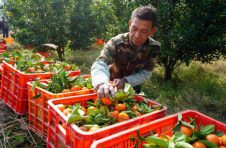 广西灵川：柑橘大丰收，农民采摘忙