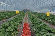 广西桂林灵川县：冬日普照草莓红 农旅结合产业旺