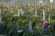 千兆光网助力广西农业生产数字化转型，隆安实现火龙果数字化种植