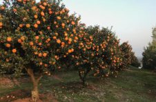 广西全州：柑橘喜获丰收