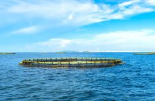 广西北海：深水网箱养殖金鲳鱼迎来好收成