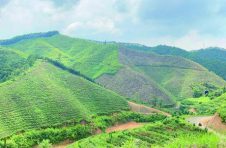 广西梧州大力发展六堡茶产业，让六堡茶香飘全国、享誉世界