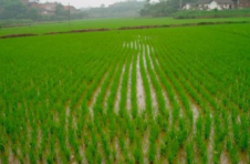 广西已备早稻稻种1509万公斤
