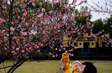 广西桂林市区公园梅花朵朵报春来