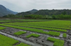 广西6810万亩农作物施肥实现“量身定制”