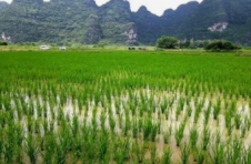 广西春耕进度快于2021年 已插早稻689.38万亩，同比快75.92万亩