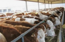 广西出台六大政策支持牛羊产业发展