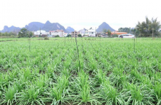 广西柳州：开春的第一茬韭菜进城