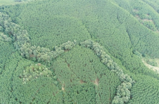 广西加快推进林业产业高质量发展