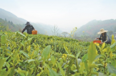 广西玉林：“兴业茶”兴业又富农