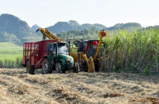广西出台甘蔗优良品种选育后补助政策，最高奖补500万元