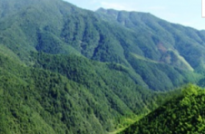 广西3个油茶示范区获广西现代特色农业示范区（五星级）称号