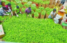 广西推动农产品产地市场重点县区和产品全覆盖