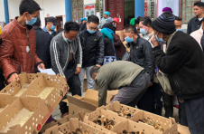 广西隆林：发放鸡苗促增收 为民办事暖人心