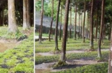 广西首个国家储备林PPP项目落户上林 总投资13亿元