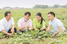 一个准90后“新农人”的抉择——“薯”光里的微笑