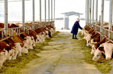 广西忻城：养牛全产业链让群众发“牛”财
