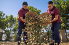 广西大力推广“油茶+N”复合经营模式