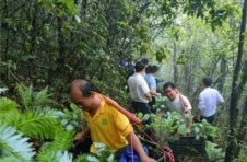 广西：100株濒危植物元宝山冷杉回归野外种植