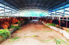 广西西林：发展牛产业 过上“牛”日子