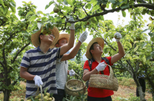 春来花满树 夏至果压枝——广西富川打造粤港澳大湾区高品质“果篮子”