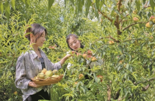 广西天等：瓜果香说丰年