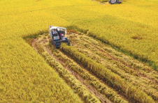 广西：全区农业产业增加值同比增长6%