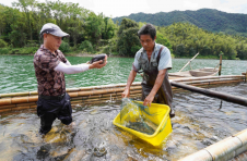 广西灵川：兰田瑶族乡生态养鱼喜获丰收