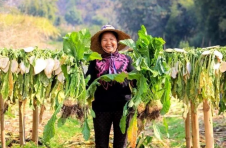 广西柳州：“寨沙头菜”成功注册地理标志证明商标