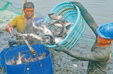 广西合浦：巴沙鱼喜获丰收