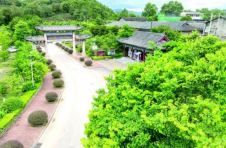 广西梧州：千年名茶产地焕发生机