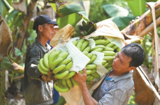 广西合浦：香蕉沉甸甸 农民乐呵呵