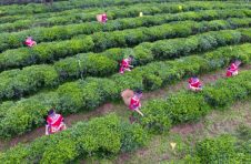 广西梧州：把小叶子做成乡村振兴大产业