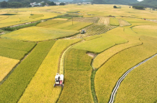 广西柳州：稻浪千层 农机驰骋