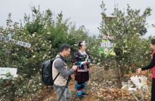 广西柳州三江：科技赋能 侗乡油茶成就地方特色产业
